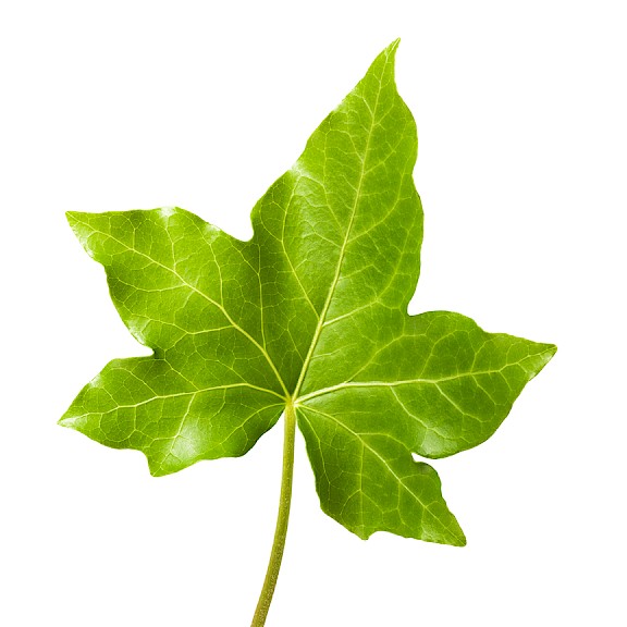 high quality ivy leaf extract