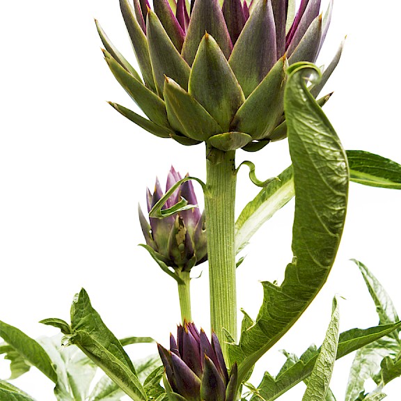 high quality artichoke leaf extract