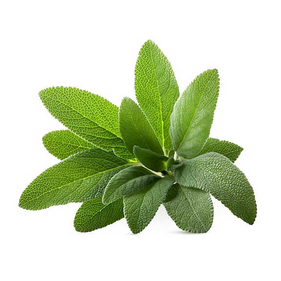 High quality sage leaves extract