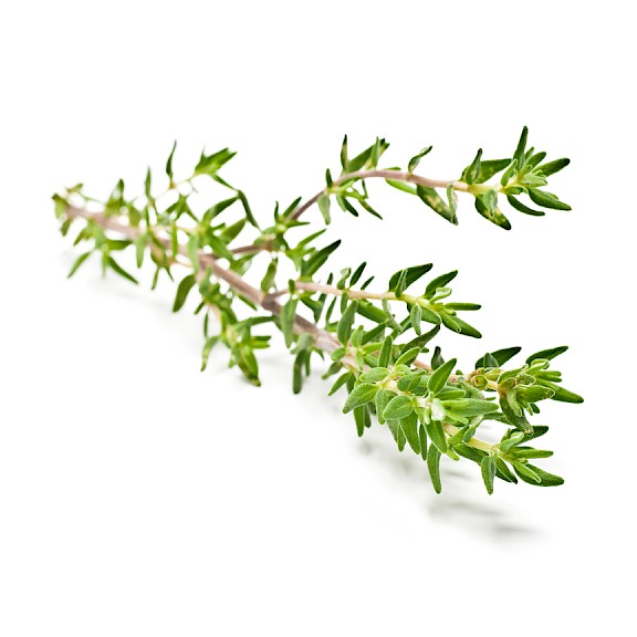 Thyme herb extract
